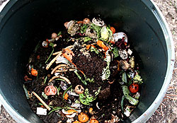 Food scraps in a bin