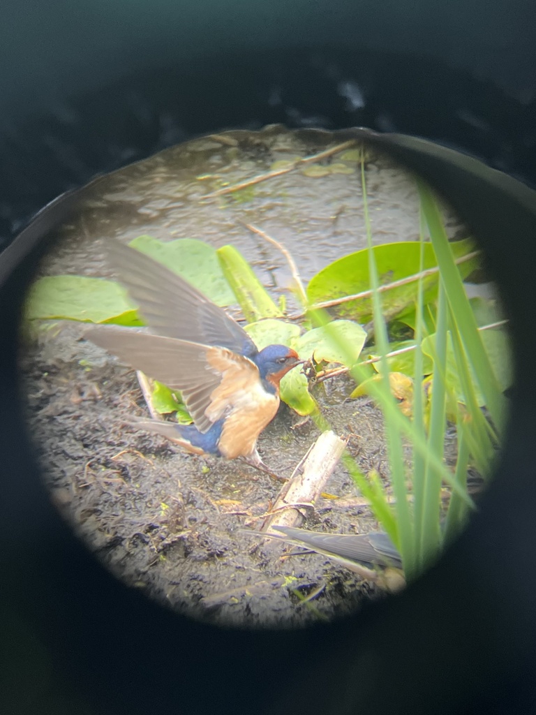 Barn swallow through binoculars, photo by Carolyn Brown