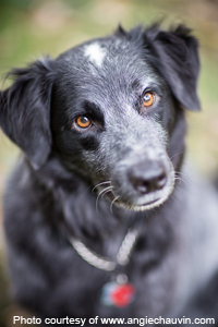 Black dog with dog tag, photo courtesy of www.angiechauvin.com