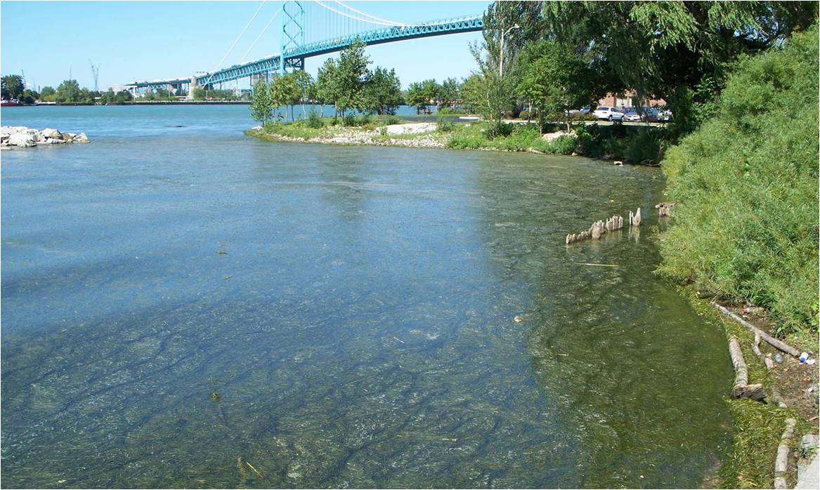 Algae near McKee Park