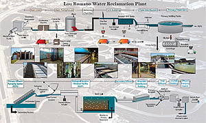 Lou Romano Plant Process Thumbnail