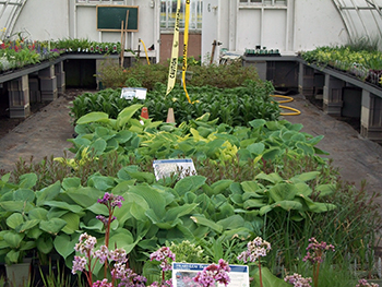 Plants inside the greenhouse