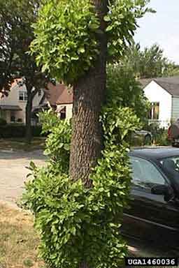 Tree Infected with Emerald Ash Tree Infected with Emerald Ash