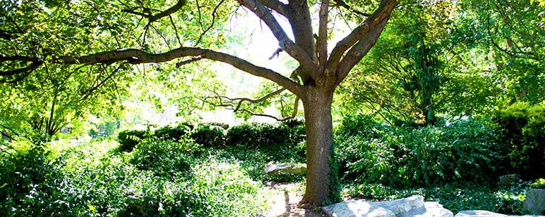 Queen Elizabeth II Dedicated Tree