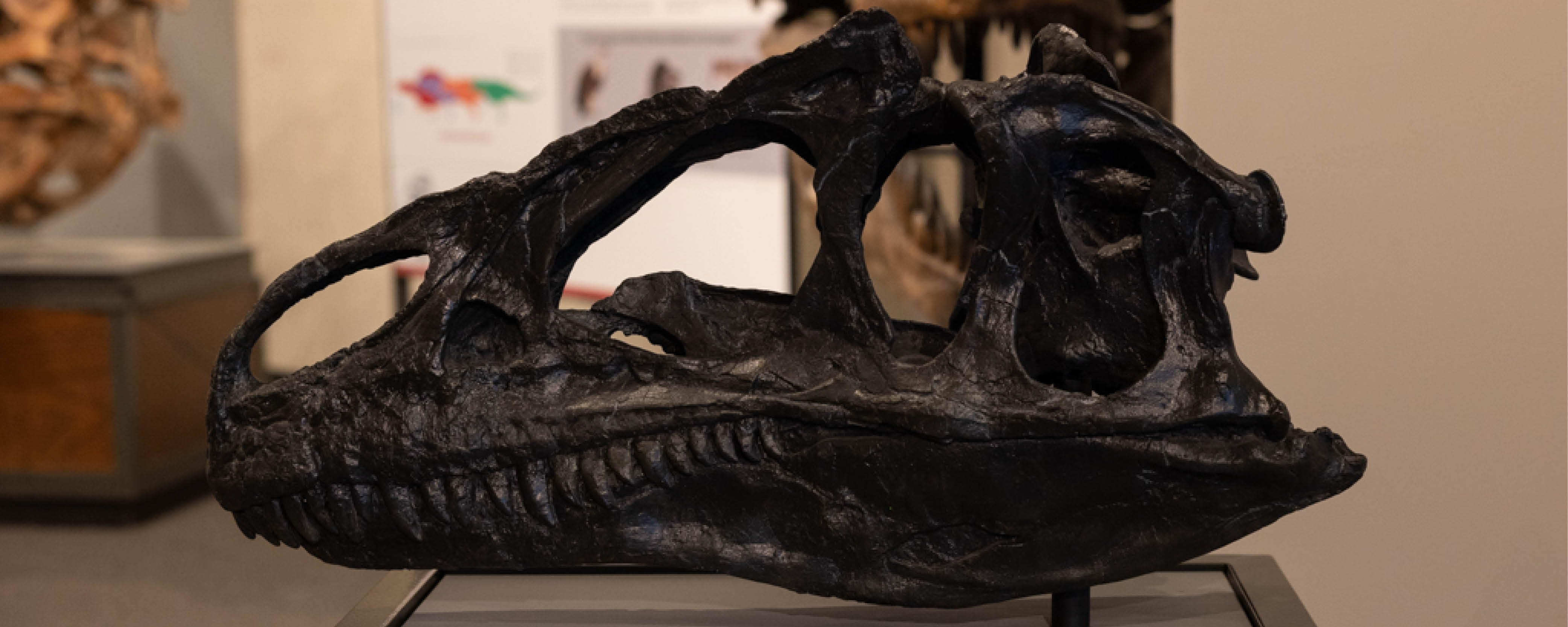 Allosaurus skull on display