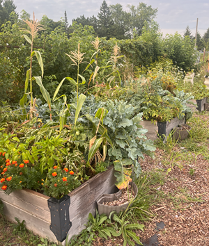 Clickable thumbnail, image of a garden boxes with plants inside of them at Lens Avenue Greenbelt Community Garden