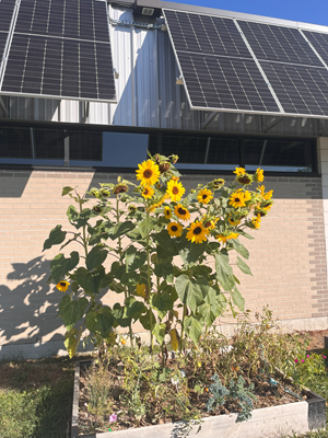Clickable thumbnail, image of sunflowers and solar panels on the building at Optimist Memorial Park Community Garden