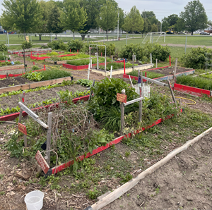 Clickable thumbnail, image of wood garden beds and plants at Wigle Park Community Garden