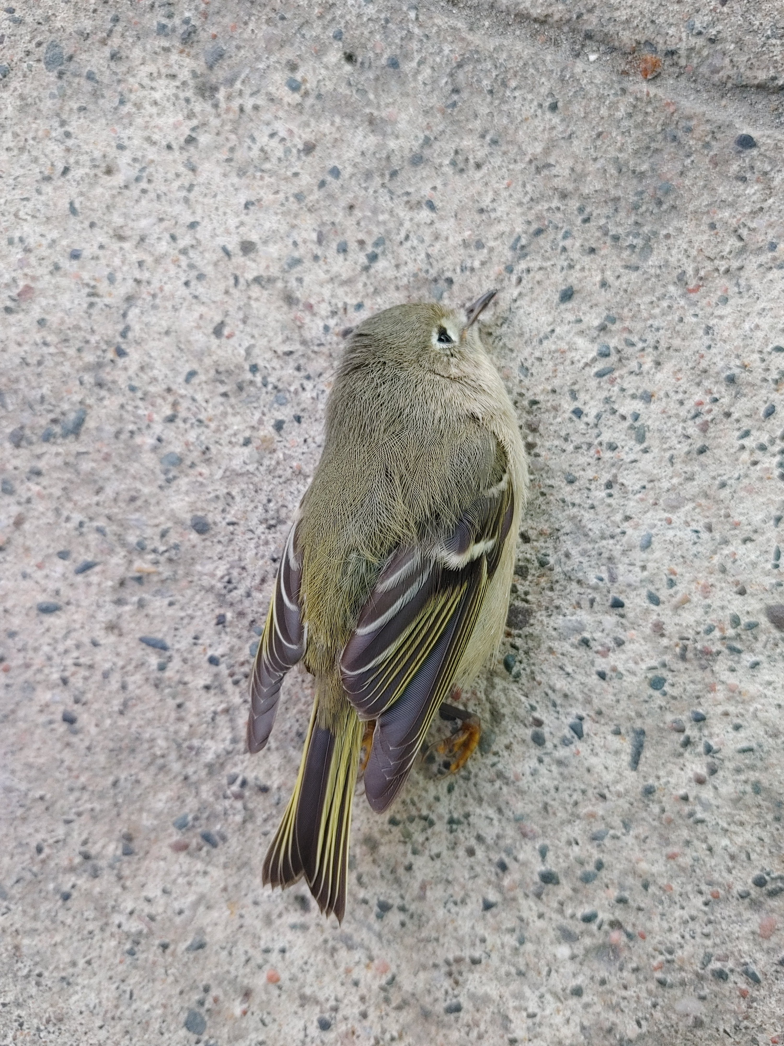 injured bird Injured bird caused by a window collision