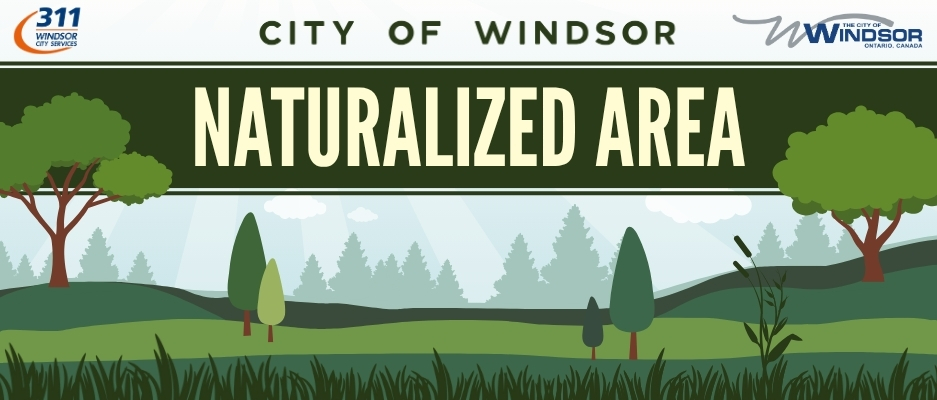 Drawing of a naturalized area and logos for 311 Windsor Services and The City of Windsor, Ontario, Canada